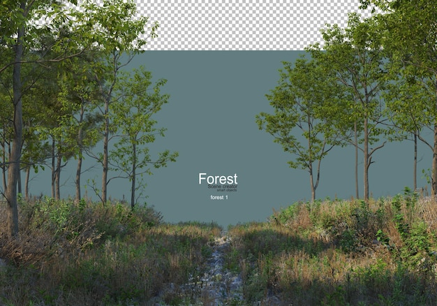 PSD Природа леса с различными видами деревьев и кустарников