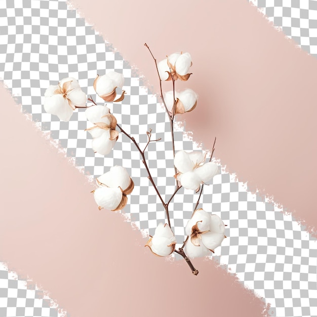 PSD thin pale blooms sprout from cotton plants