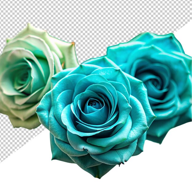 PSD third turquoise rose on transparent background