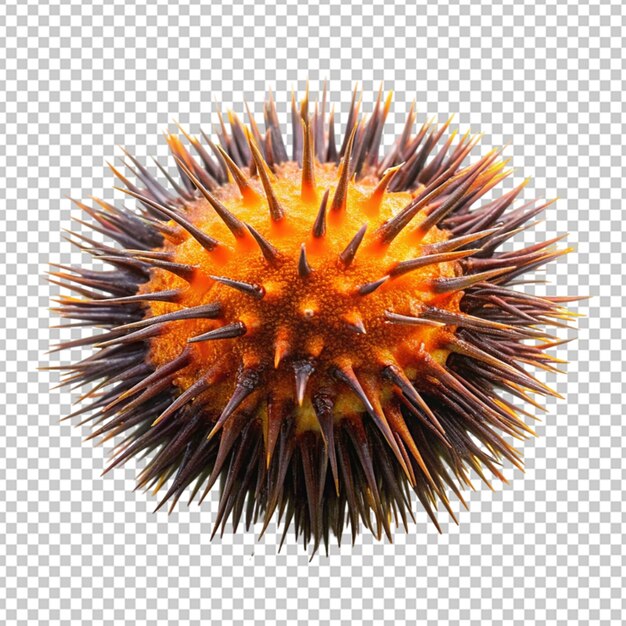 PSD 투명한 배경에 고립 된 thistle 꽃 png