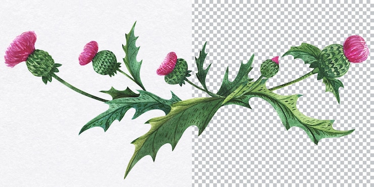 PSD 子插圖. 傳統象徵性蘇格蘭植物的水彩組成. 綠色和紫色,祝賀和邀請的裝飾