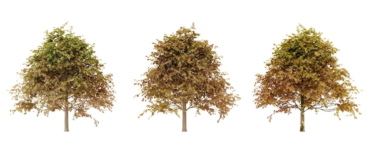 PSD three 3d rendered trees in various stages of autumn