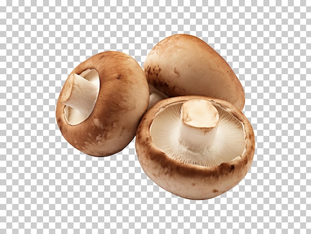 Three brown champignons or portobello mushrooms isolated on transparent background png psd