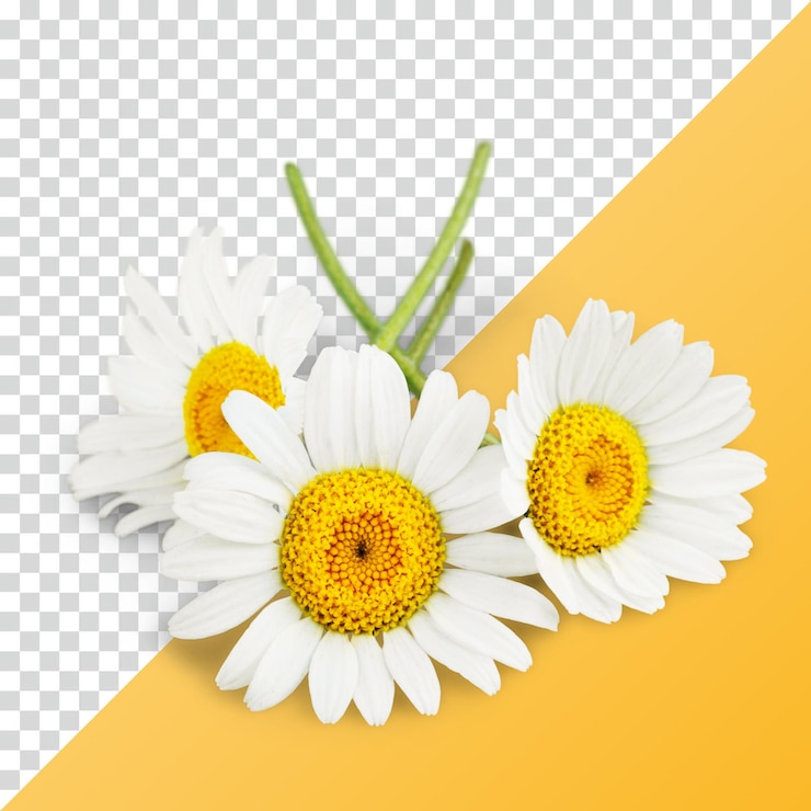 PSD 三本の<unk>花