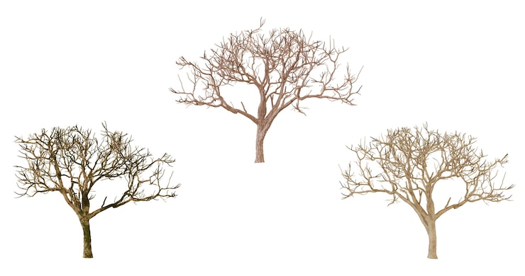 PSD three dead trees isolated on black background
