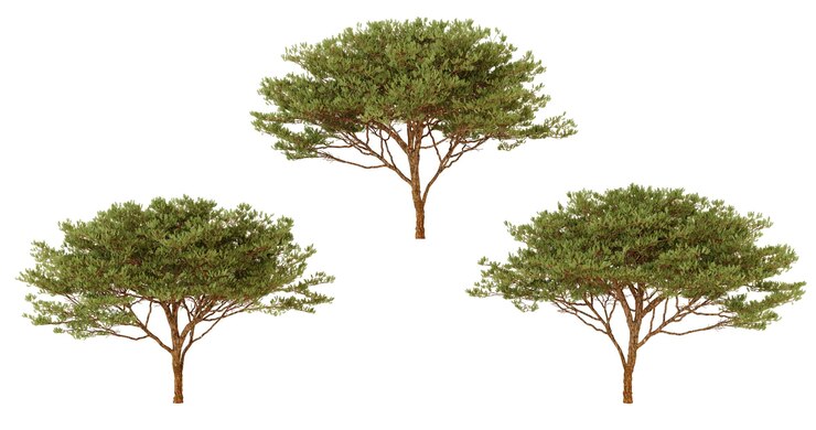 PSD three green trees isolated on black background nature environment ecology