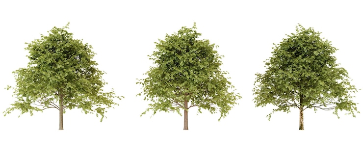 PSD three lush green trees isolated on black background nature stock photo