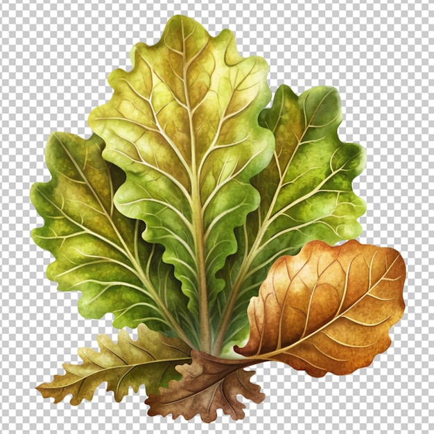 Three oak leaves against isolated on alpha layer png