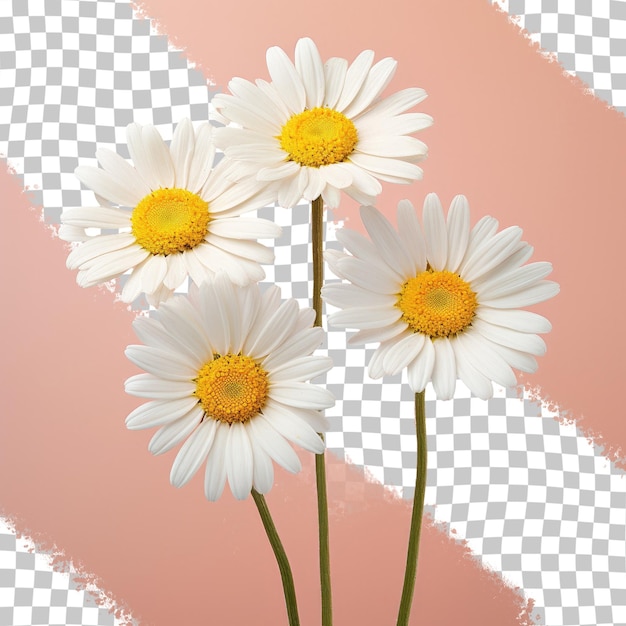 Three oxeye daisies alone on transparent background