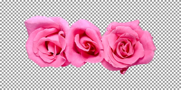 Три розовые розы, изолированные на прозрачном фоне