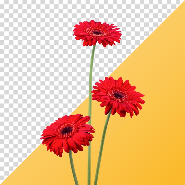 PSD three red gerbera daisies