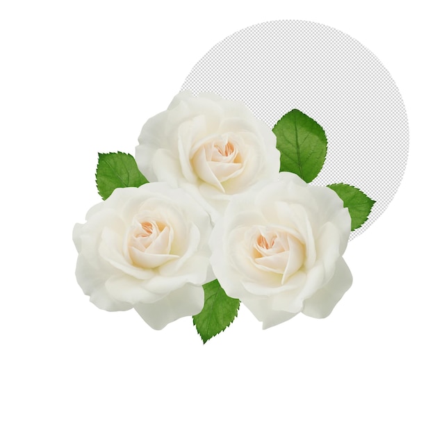 Three roses on transparent background