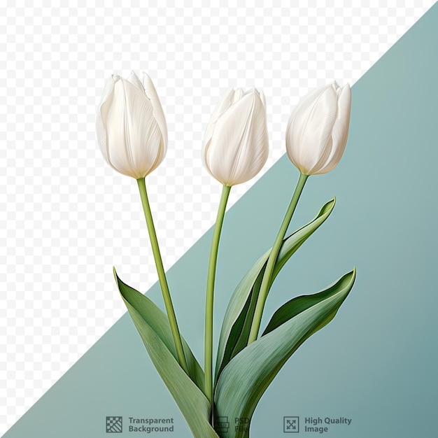 PSD three tulips on marble all white and facing right