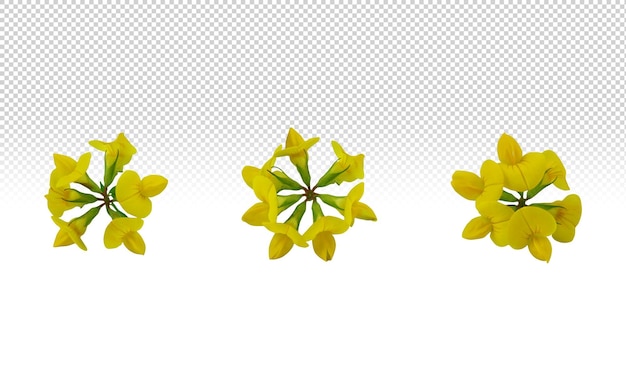 Three yellow flower on transparent background