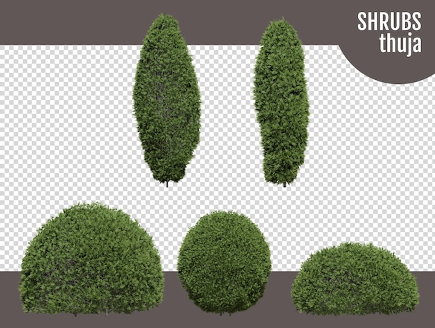 thuja shrubs on a transparent background