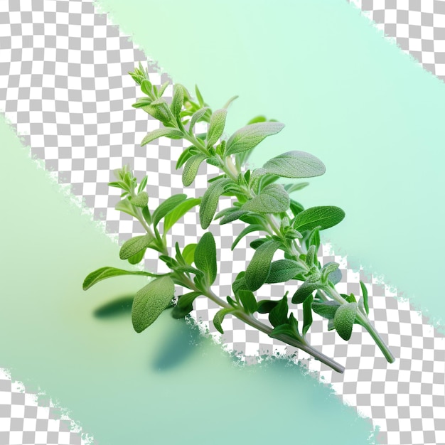 Thyme leaves against transparent background