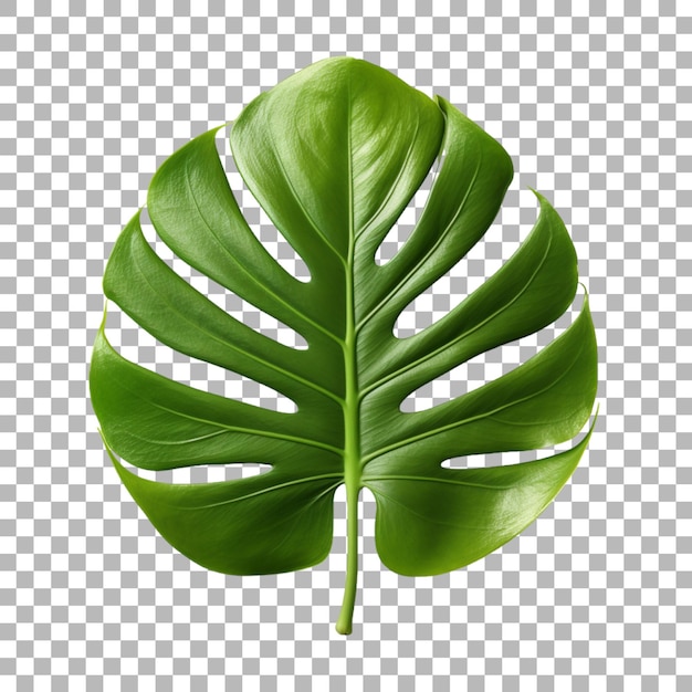 PSD ti plant leaf on transparent background