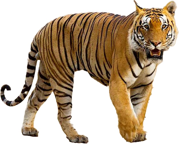 PSD tigre incrocio tigre tigre indiana tigre reale del bengala tigre di razza mista panthera tigris