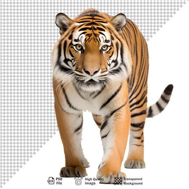 Tiger full body on transparent background