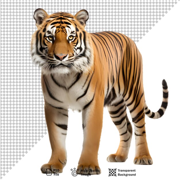 PSD tiger full body on transparent background