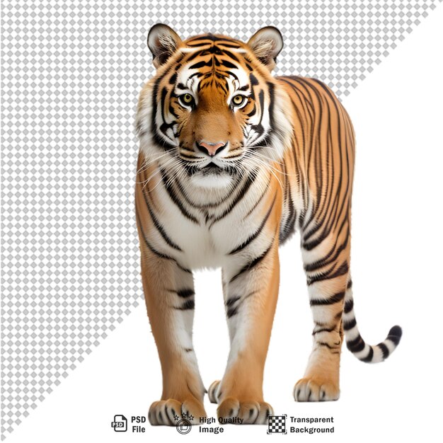 PSD tiger full body on transparent background