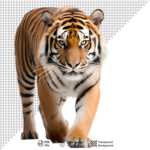 Tiger full body on transparent background