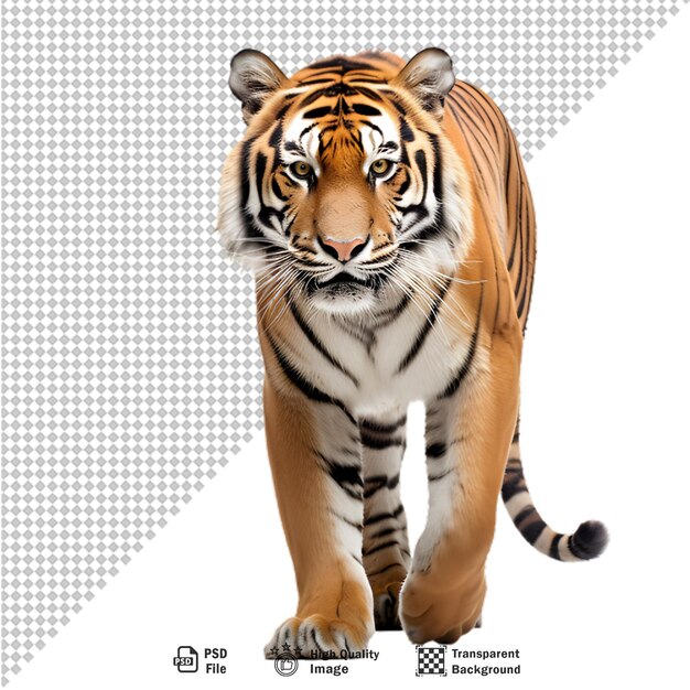 PSD tiger full body on transparent background