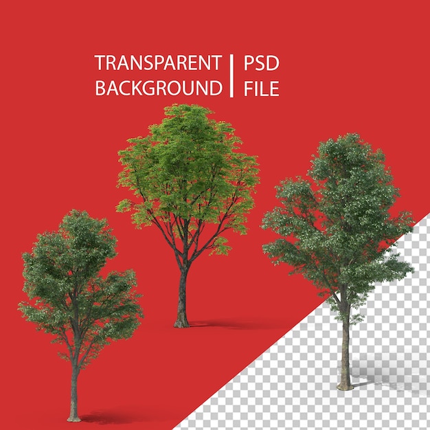 PSD tilia tree png