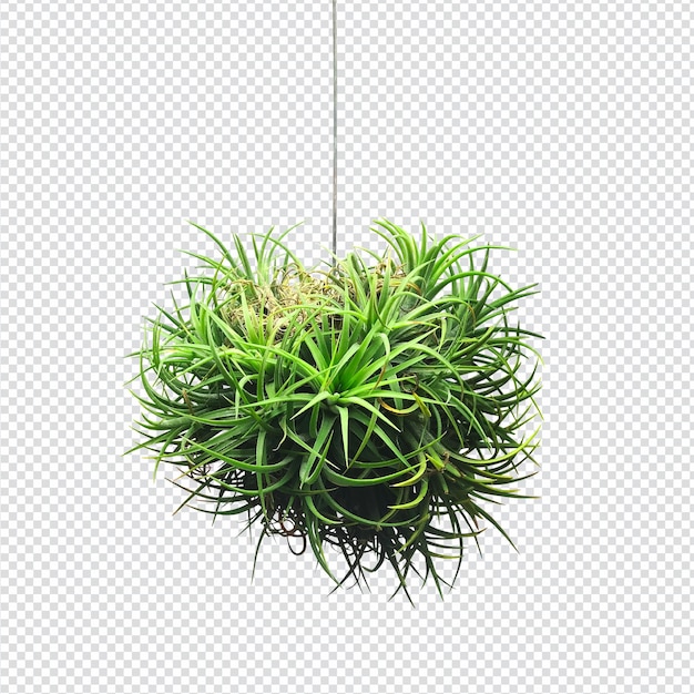 PSD tillandsia clean air indoor air purifying plants