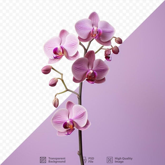 PSD tiny purple orchid