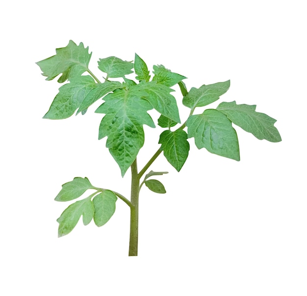 PSD tomato plant with leaves on transparent background a green tree plant isolated on white ground