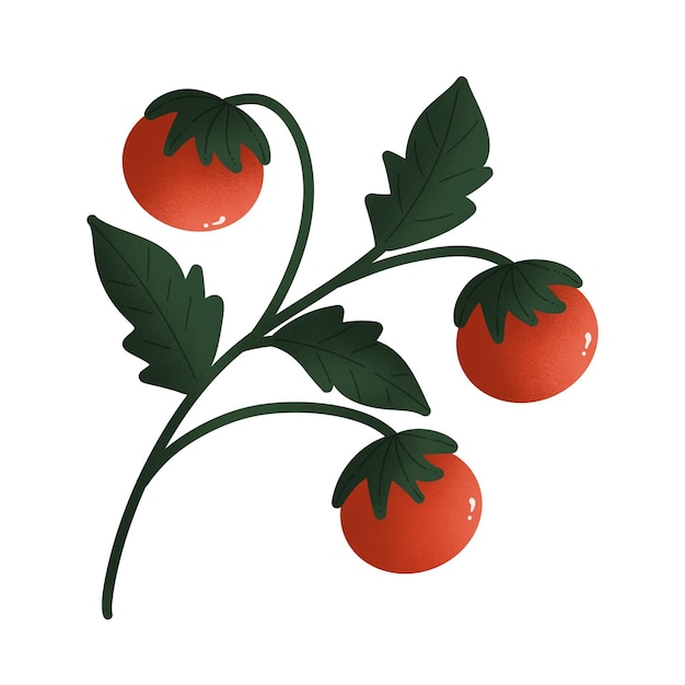 PSD tomato plants