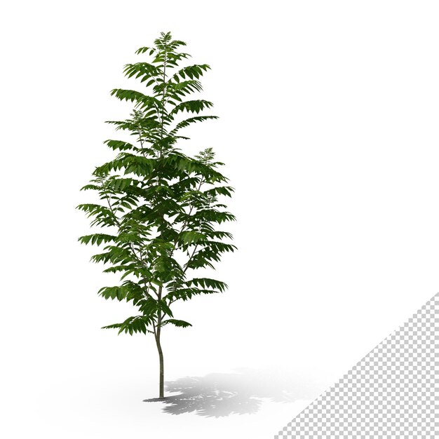 PSD toona sinensis png