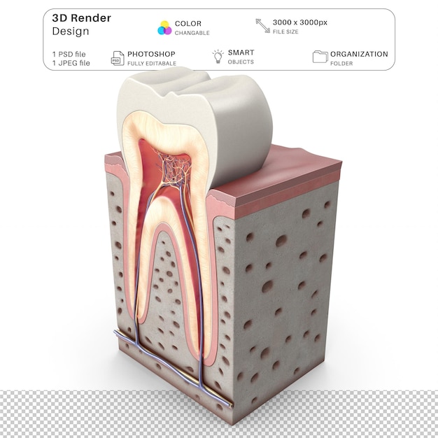 치아 해부학 3d 모델링 Psd 파일 현실적인 인간 해부학