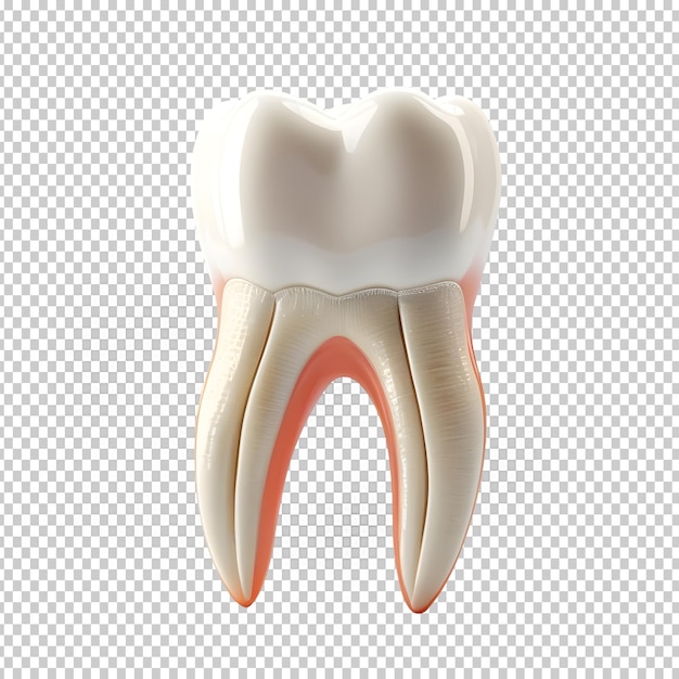 PSD dente isolato sfondo trasparente rendering 3d