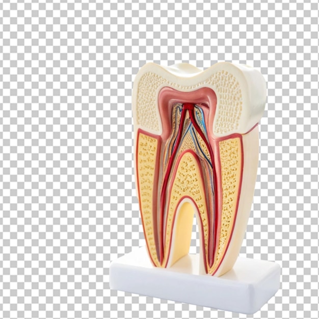 tooth model isolated transparent background