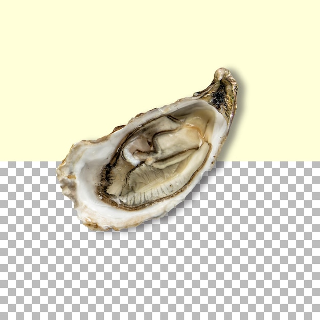 PSD top up view fresh shellfish isolated on transparent background