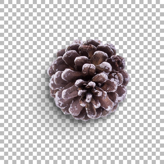 PSD top up view various pine cone for ornament your project