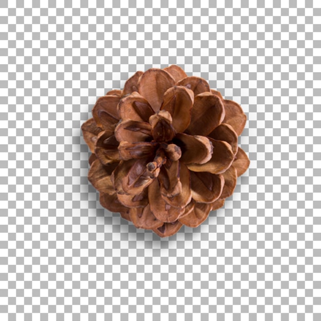 PSD top up view various pine cone for ornament your project