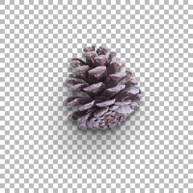 Top up view various pine cone for ornament your project