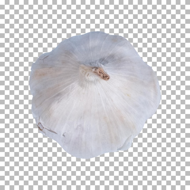 PSD top up view white garlic for food ornament design