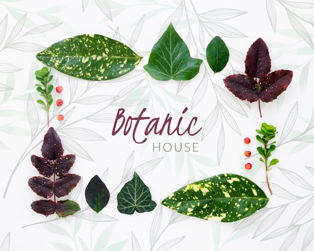 PSD top view botanic leaves collection