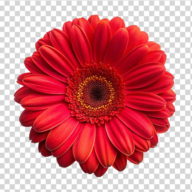 PSD una vista dall'alto di un fiore di gerbera rosso fresco isolato su uno sfondo trasparente