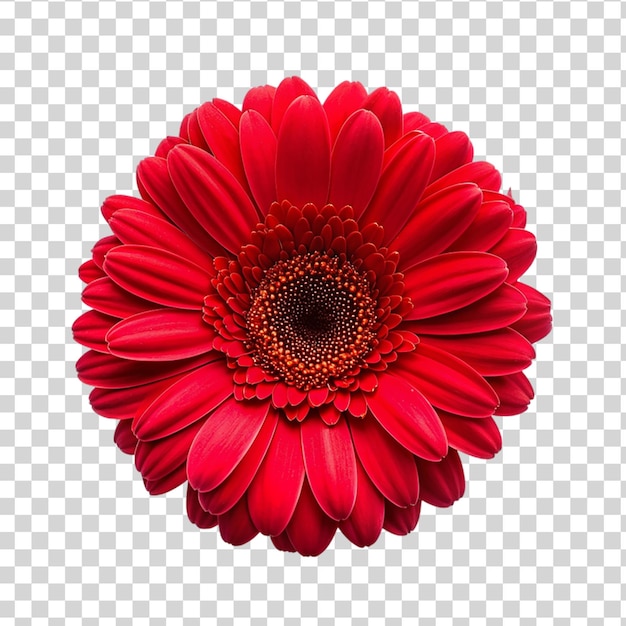 Una vista dall'alto di un fiore di gerbera rosso fresco isolato su uno sfondo trasparente