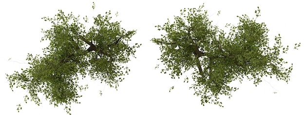 Top View Green Trees Isolated on Black Background