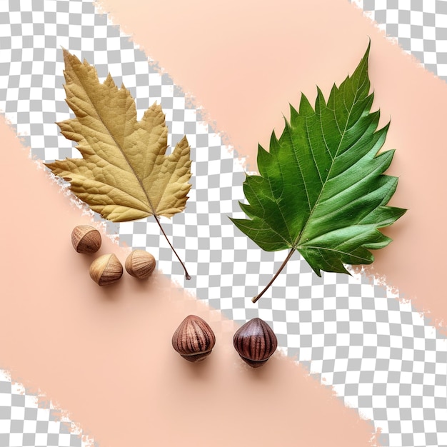Top view of isolated hazelnut and privet leaves on a transparent background