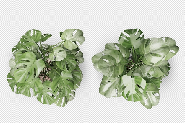 PSD top view of monsteras plant in pot in 3d rendering