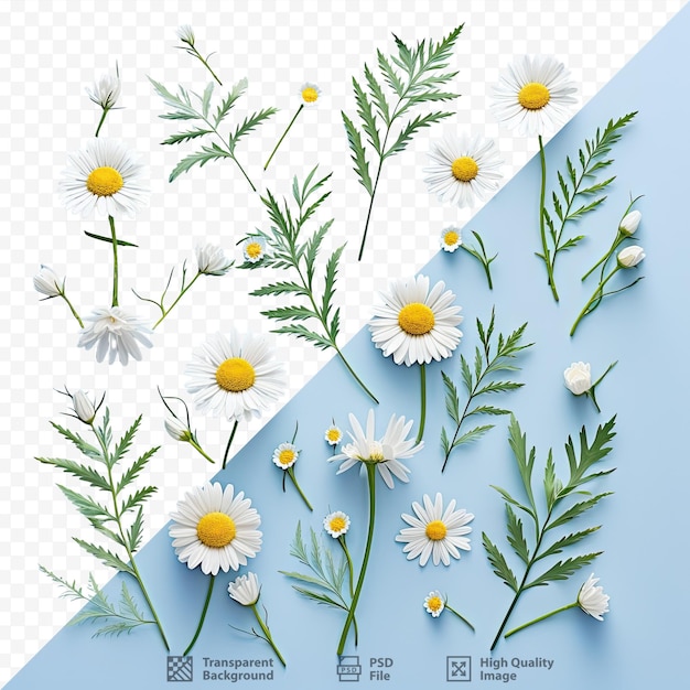 PSD 카모마일 꽃, 옥수수 꽃, 초록색 가지 를 가진 디자인 을 특징 으로 하는 평평 한 층 의 면