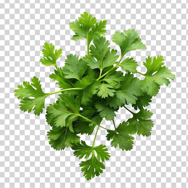 PSD top view oriander or cilantro leaves on transparent background