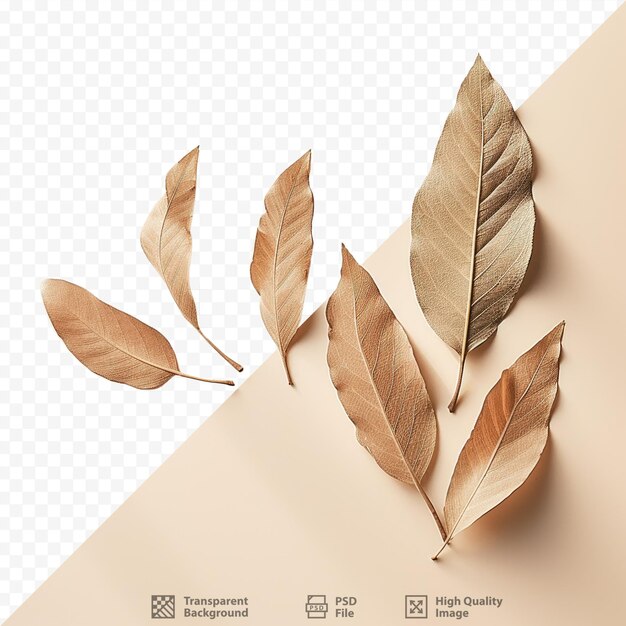 PSD top view photo of dried laurel leaves on transparent background